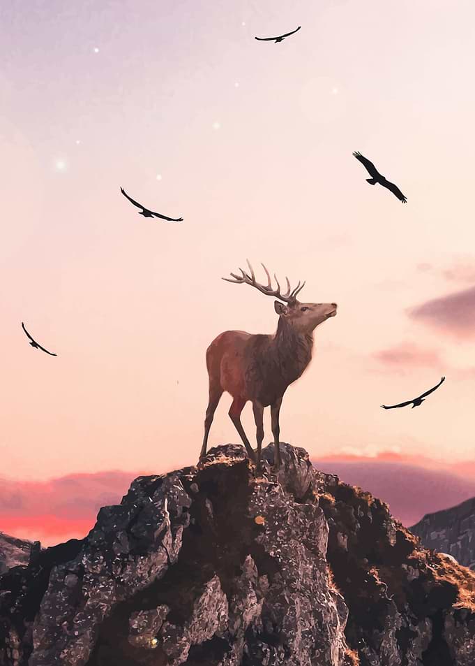 Deer 2