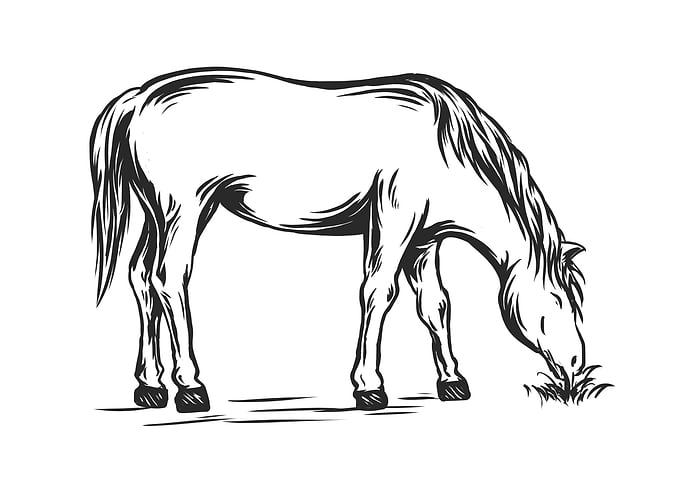 horse eating grass