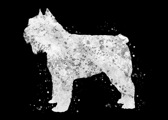 Bouvier des flandres dog