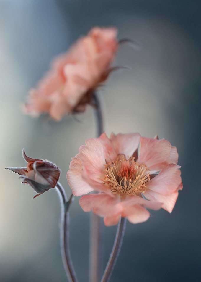Floral compositiom