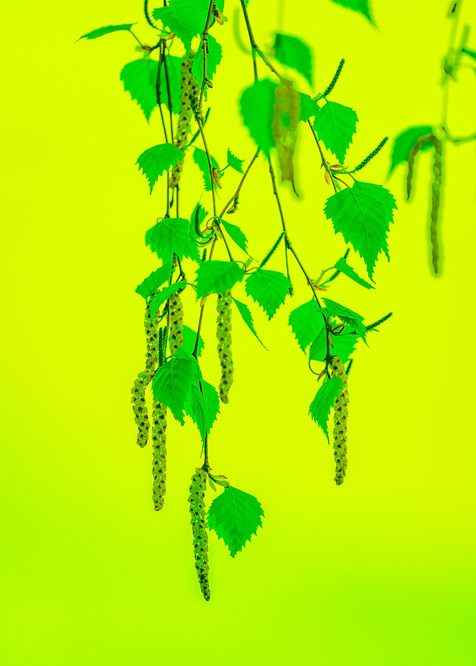 Springtime Birch