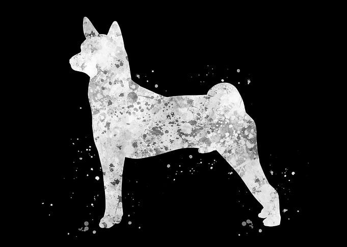 Basenji dog