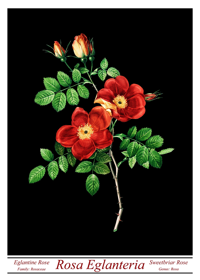 Rosa Eglanteria Black