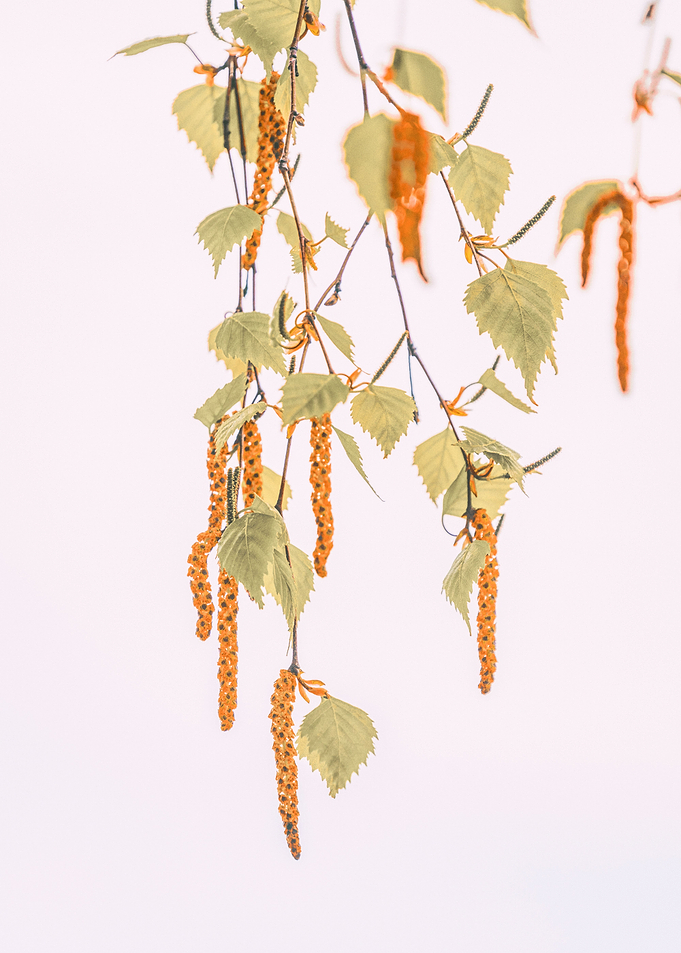 Birch Tree at Springtime