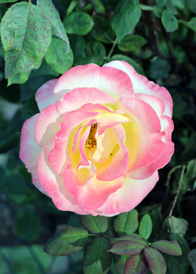 Rose 18
