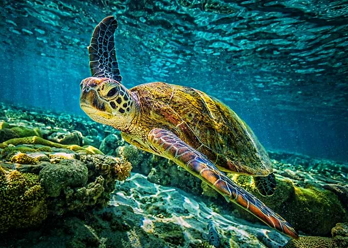 Turtle Coral Reef Wildlife