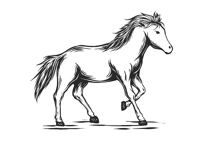Horse 7