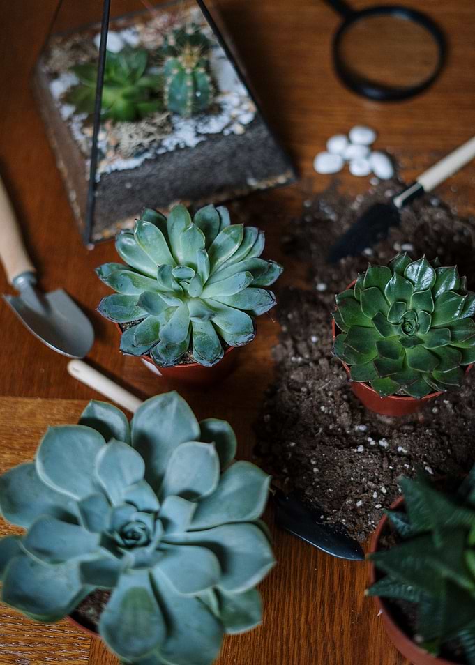 Succulent potting