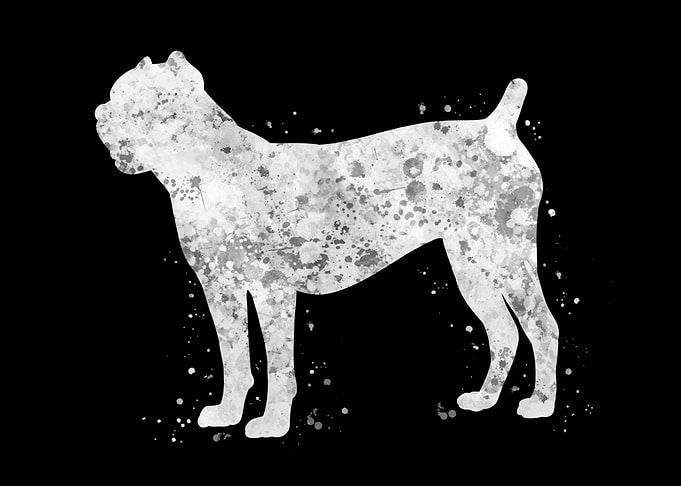 Cane corso dog
