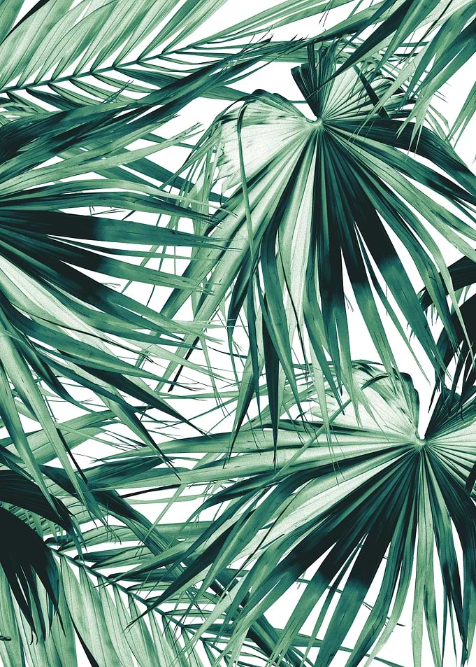 Fan Palm Jungle Dream 2