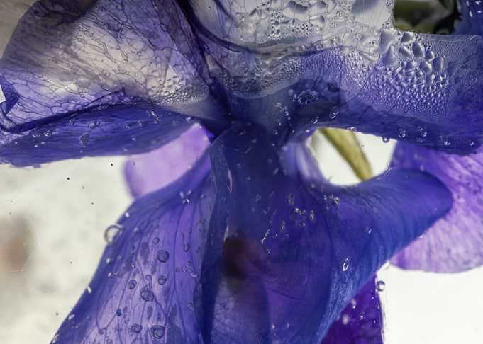 Vetches in ice 1
