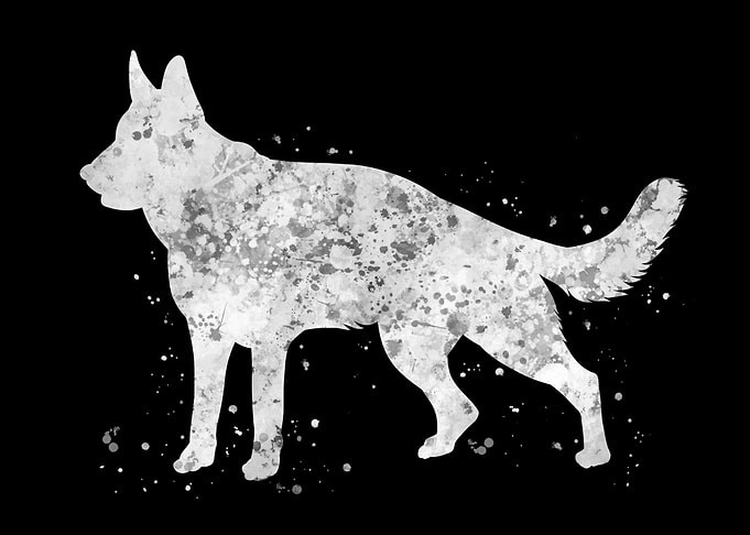 German shepherd dog