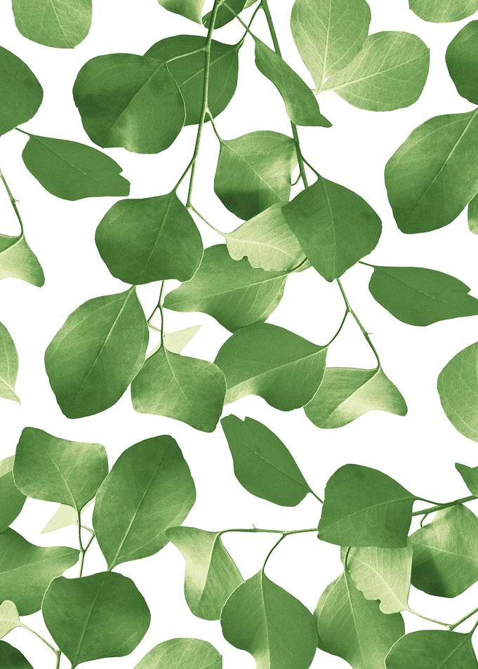 Eucalyptus Pattern 2