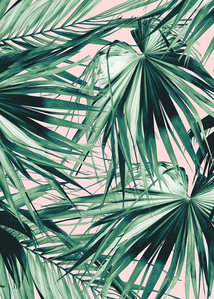 Fan Palm Jungle Dream 1