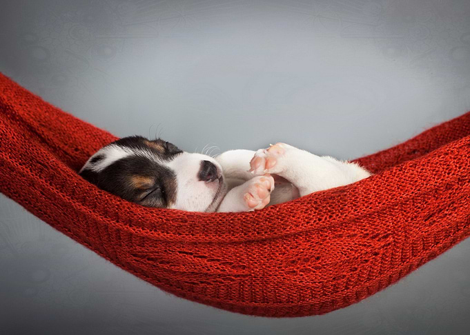 Beagle Dog Puppy Animal