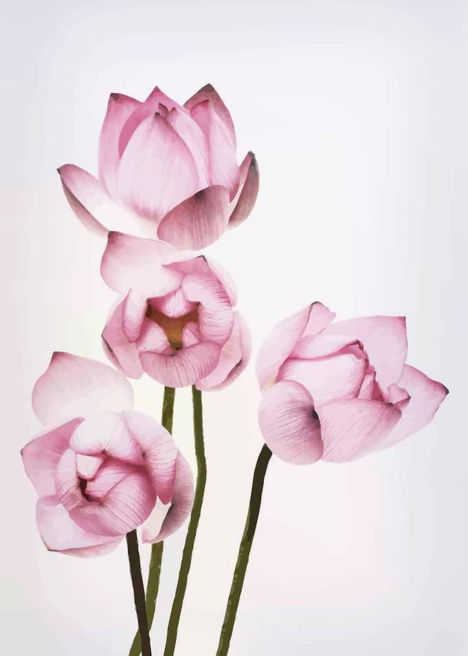 Lotus Floral