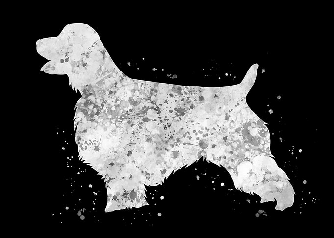 English springer spaniel