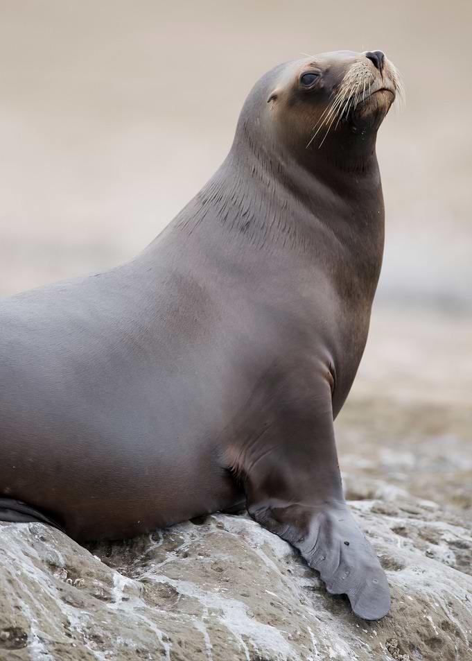 Seal Poster