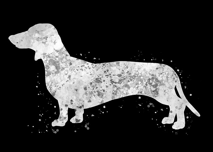 Dachshund dog