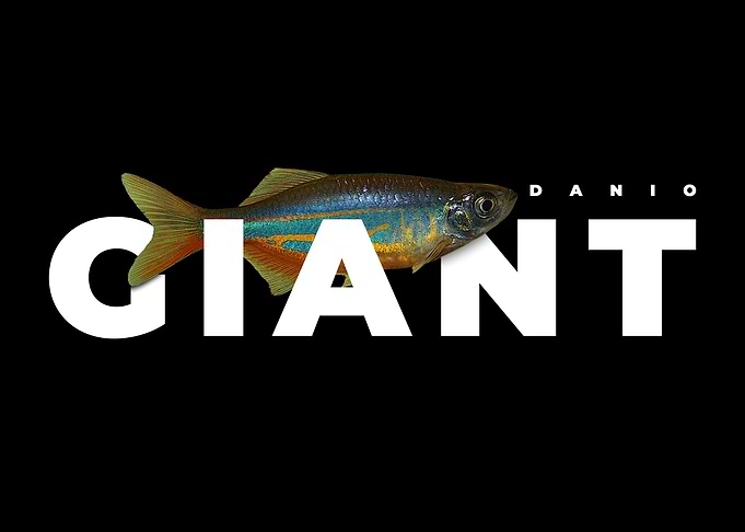Giant Danio Aquarium Fish