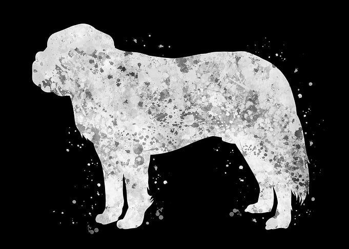St Bernard dog
