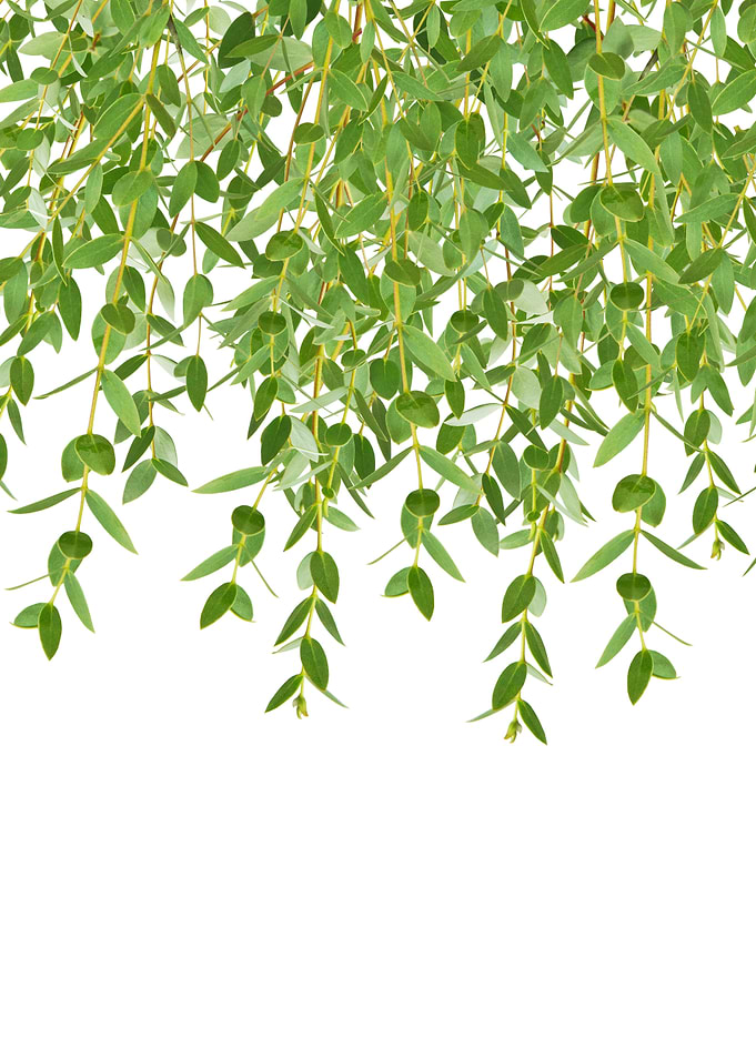 Eucalyptus Garland Finesse