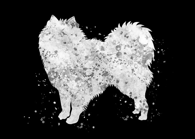 American eskimo dog