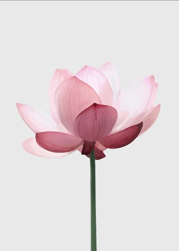 Lotus Floral