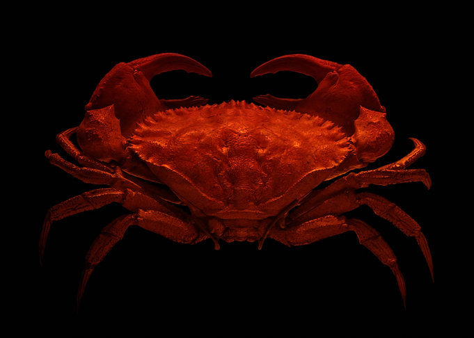 Rock crab