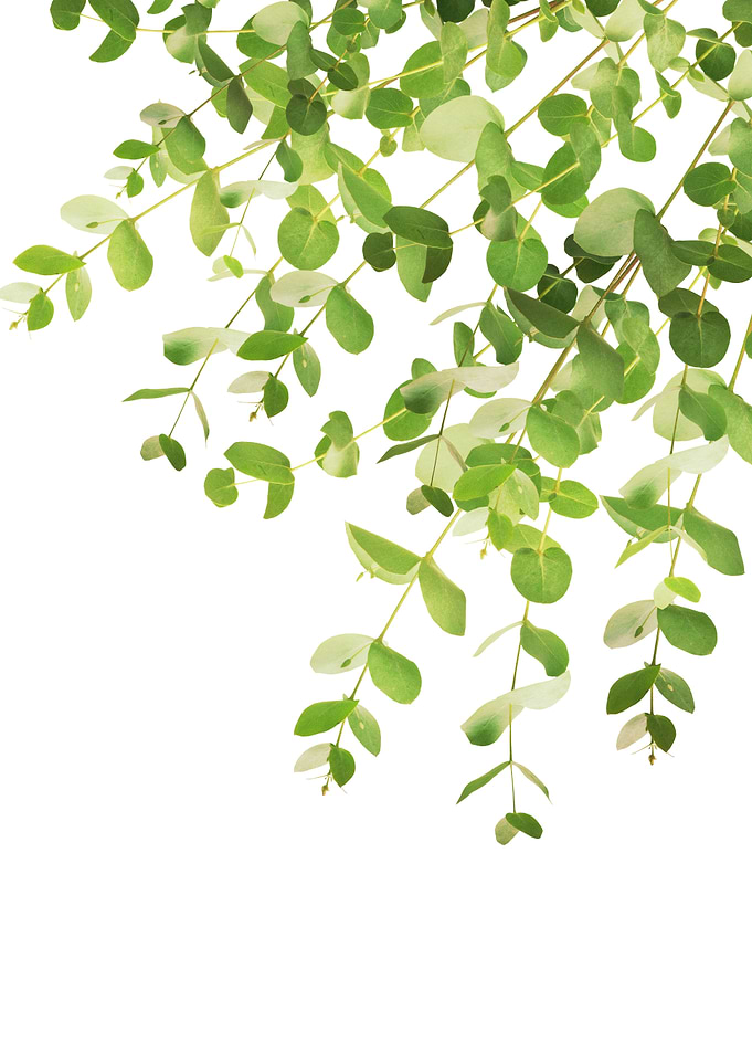 Eucalyptus Fresh Green 1