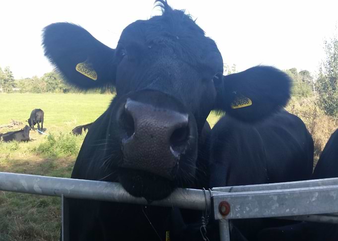 Nosy Cow