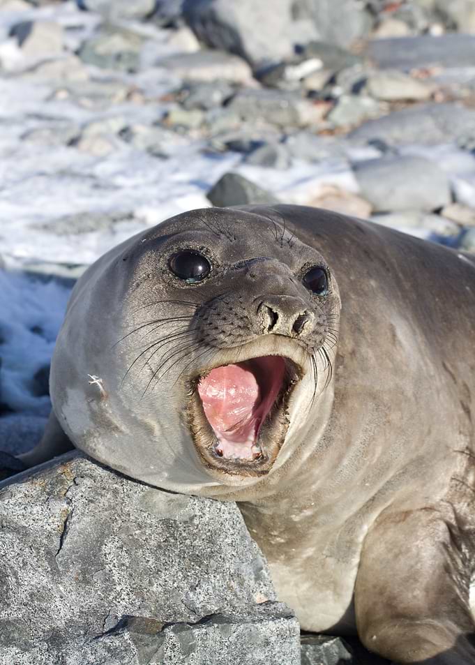 Seal Poster