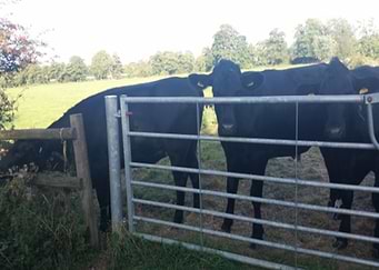 Curious cows