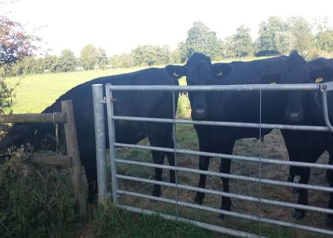 Curious cows