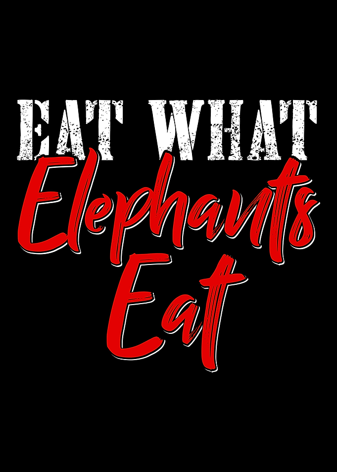 Elephant Animal Welfare