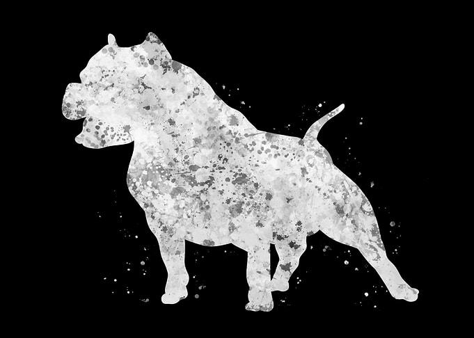 Pitbull Dog