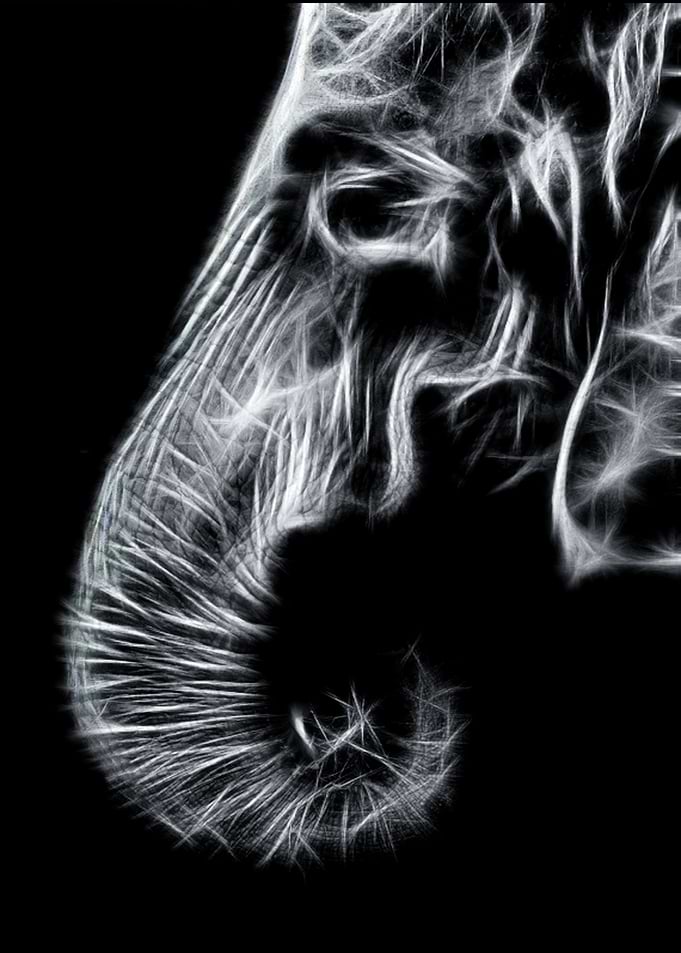 Elephant Fractal Art