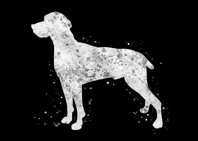 Weimaraner dog