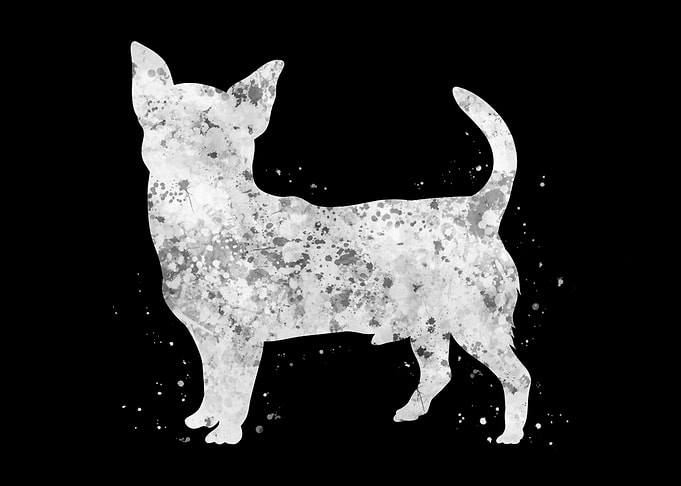 Chihuahua Dog