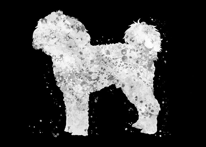 Cavapoo dog