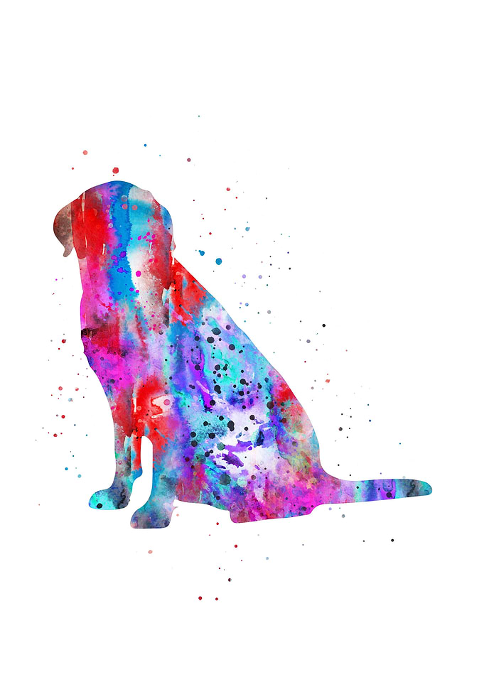 Labrador