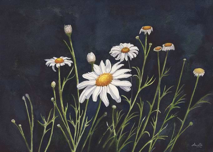 Chrysanthemums