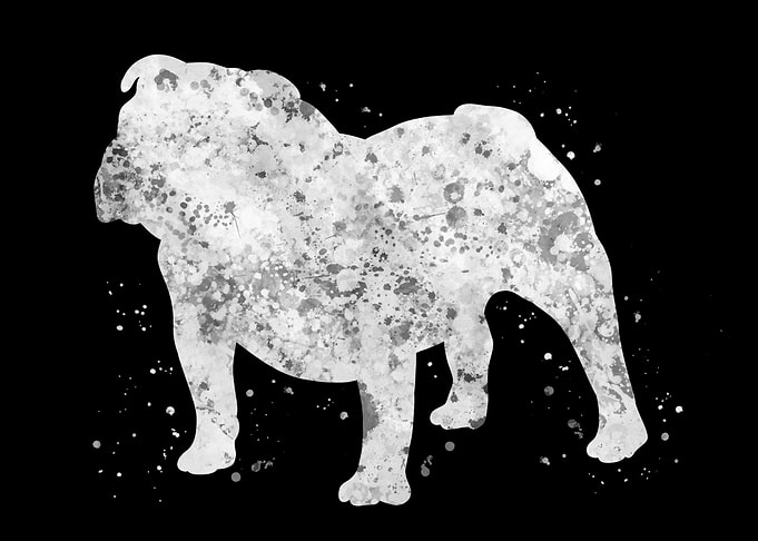 Dog british bulldog