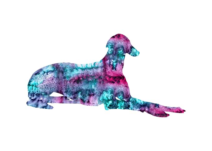 Greyhound
