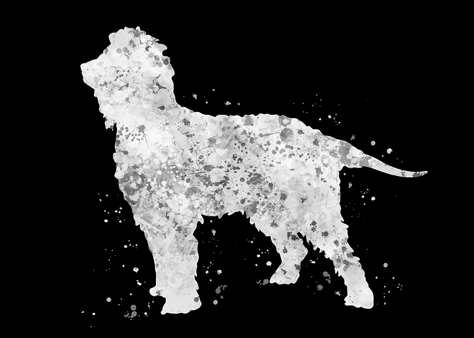 Irish water spaniel dog