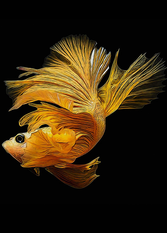 Betta fish