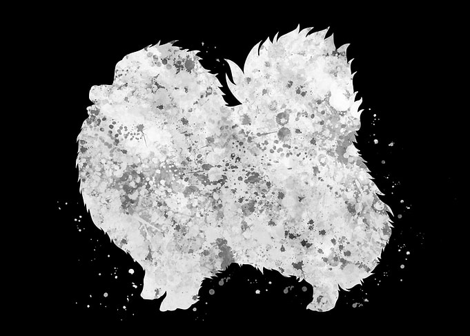Pomeranian dog