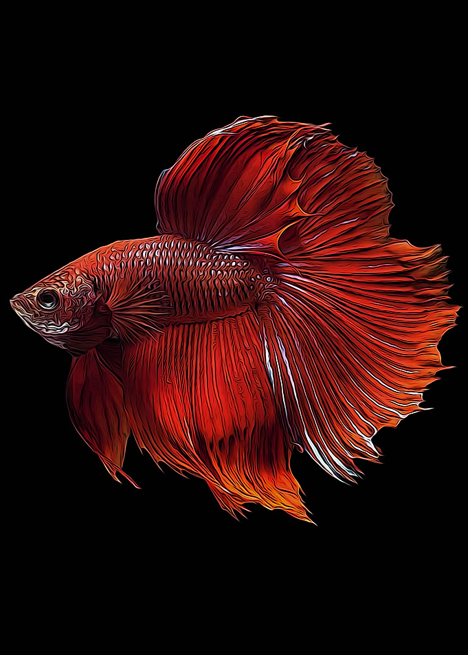 Betta fish