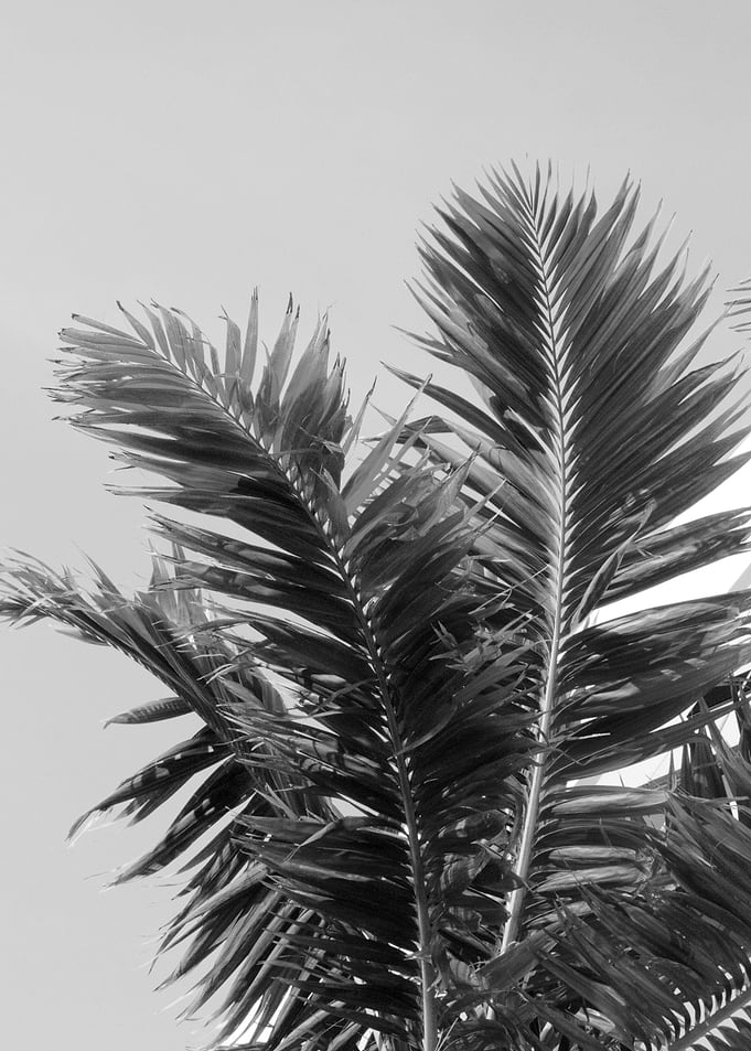 Tropical Summer Palm 2
