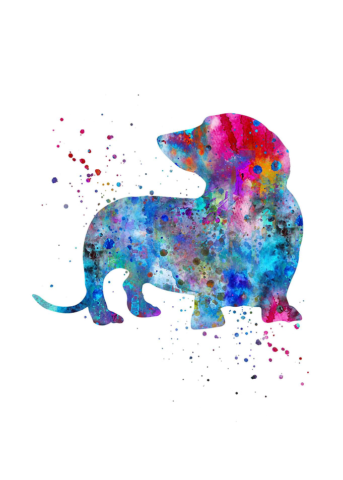 Dachshund
